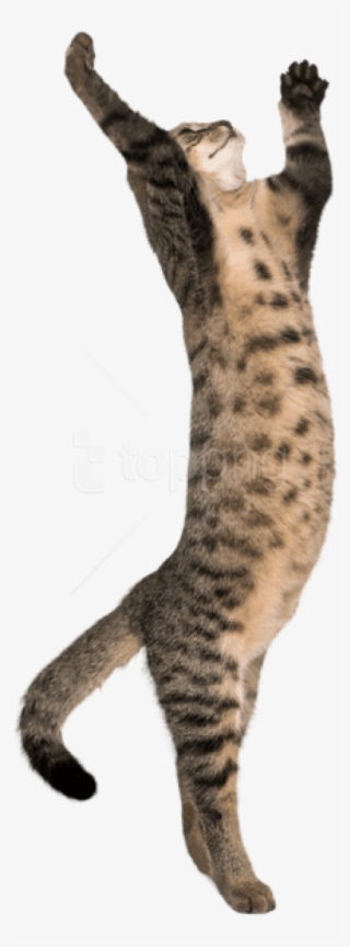 Free Png Download Cat On Two Legs Transparent Png Images - Cat Transparent #9688877