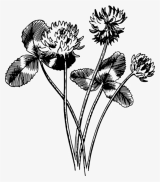 Drawing White Clover Four-leaf Clover Black And White - White Clover Drawing #9689017