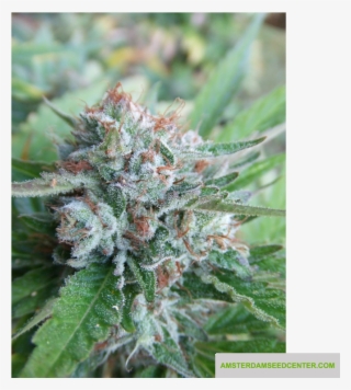 Bellini - Purple Punch X Gelato #9690866