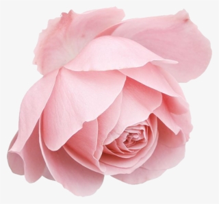 Rose Transprent Png Free Download - Rose Blue Drawings #9692385