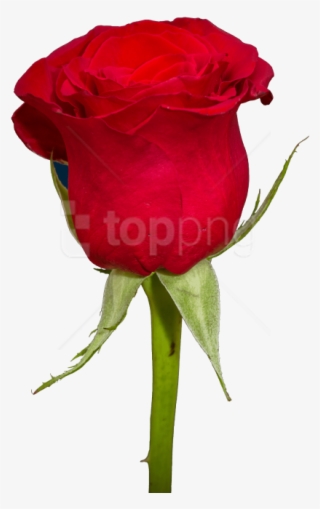 Free Png Download Rose Png Images Background Png Images - Gulab Ka Phool Png #9692820