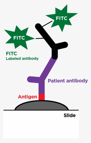 Indirect Ifa - Paymentsense #9693871