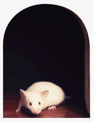 Sticker Trompe L Oeil Trou De Souris Et La Souris Blanche - Rat #9694045