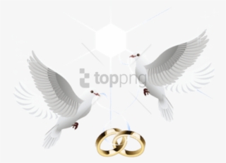 Free Png Wedding Doves With Rings Png Image With Transparent - Dove With Ring Png #9694624