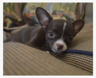 600$ Chihuahua For Sale, Chihuahua Puppies, Chihuahuas, - Chihuahua #9695009