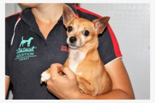 Donate To Petrescue #9695439