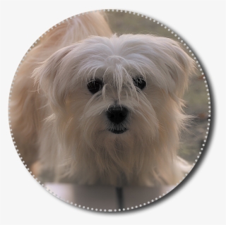 Chihuahua, Hybrid, Png, White, Move, Dog, Animal, Pet - Mal-shi #9696079