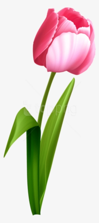 Free Png Download Pink Tulip Png Images Background - Transparent Background Tulip Clip Art #9696474
