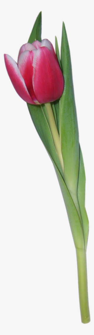 Tulip #9696790