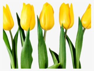 Yellow Tulip Transparent Background #9696826