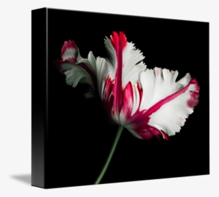 Red And White Parrot By Oscar Gutierrez - Red And White Parrot Tulip #9697123