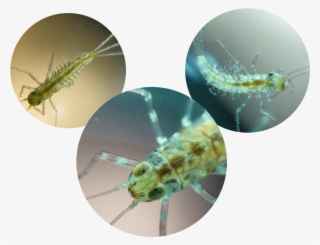 Plankton - Net-winged Insects #9698186