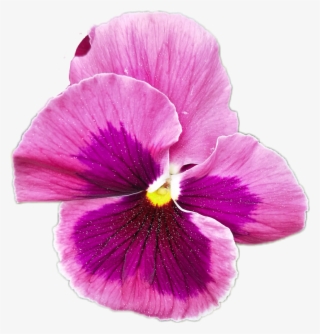 Balloon Sticker - Pansy #9698606