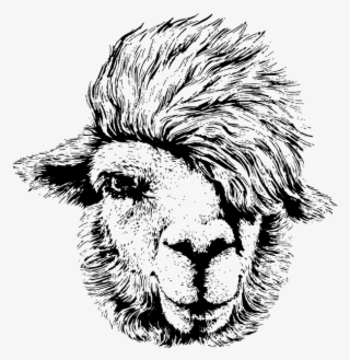 Main Home - Llama Drawings Black And White #9698825