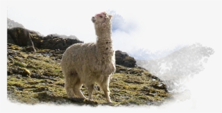 Hundreds Of Years Ago, In The Heights Of Peru, The - Llama #9699124