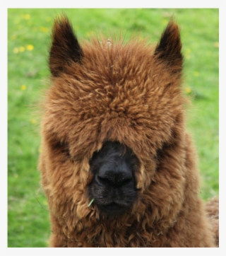 Little Lucy In Full Fleece Just Before Shearing - Alpaca #9699306