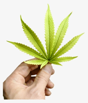 Cannabis Careers - Cannabis #970128