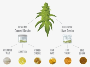 Infographic - Cannabis Concentrates #970154