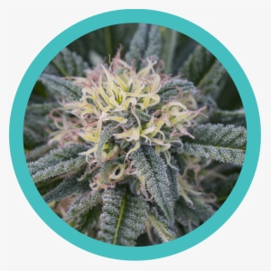 One Marijuana Plant Medical Marijuana Card #970156 One Marijuana Plant Medical Marijuana Card #970156