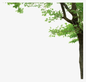 Tree Corner Psd #970292
