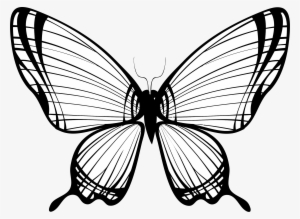 Big Image - Butterfly On Print 1 Poster #971712