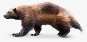Tierpark Hellabrunn - Wolverine Animal Transparent #973354