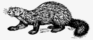 Mink Marten Ferret Drawing Cat - Mink Clipart #973443
