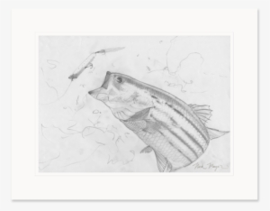 Banner Free Jellyfish Study Original Sketch - Drawing #973629