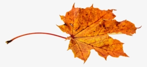 Autumn, Leaves, Leaf, Png, Transparent, Fall Color - Transparent Autumn Leaf #975506