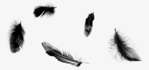 Black Feathers Falling Png - Once Upon A Time 5 Poster #975816