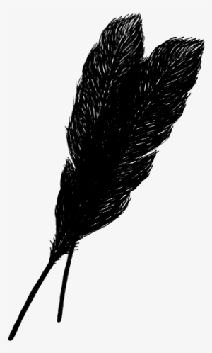 Feathersoftcimage - Transparent Black Feathers Png #975843