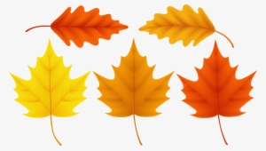 Sugar Maple Leaf Acorn #976453