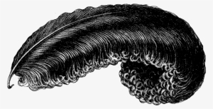 Downloads - Ostrich Feather Clipart #976454