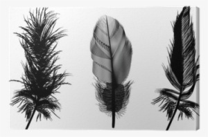 Three Black Feathers Illustration Canvas Print • Pixers® - Clementine And Claudia By Piper Milton #976633