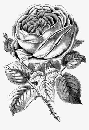 Jpeg Download #977486