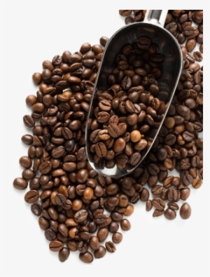 Coffee Beans Png Image - Coffee Bean Png Transparent #978231