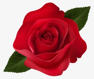 Red Rose Clip Art Png Image #978259