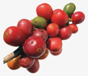 Coffee Bean Png #978386