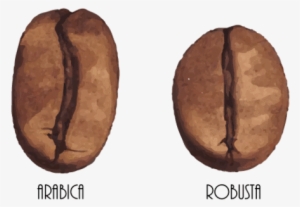 Coffee Bean Types - Granos De Cafe Arabica Y Robusta #978713