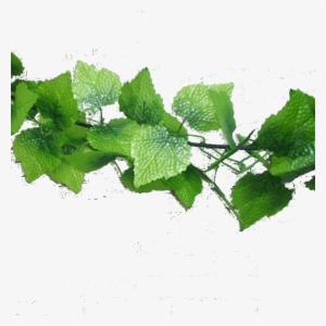 Su Shi Rattan Wall Hanging Fake Flower Vine Decorative - Grape Leaves #979529