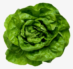 Lettuce Png Transparent #979960