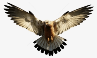 Free Png Images - Eagle Png #9700198