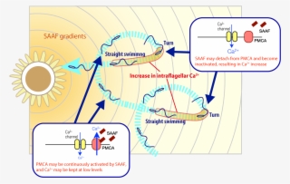 A Diagram Showing The Trajectory Of Sperm Cells #9702638