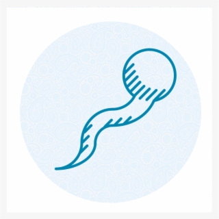 Helps Sperm Quality - Illustration #9702749