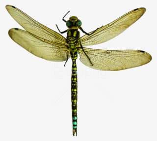 Free Png Download Dragonfly Png Images Background Png - Dragonfly Png #9702758