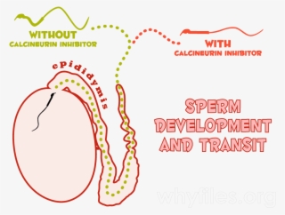 Diagram Of The Testis And Epididymis Illustrating How - Diagram #9702858