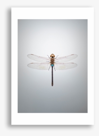 Net-winged Insects #9702992