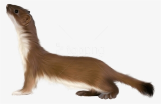 Free Png Otter Png Art Picture Png Images Transparent - Stoat Png #9705015 Free Png Otter Png Art Picture Png Images Transparent - Stoat Png #9705015