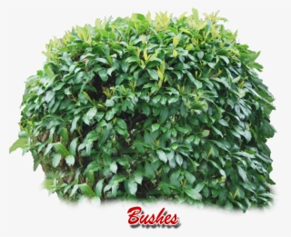 Shrubs Png - Bush Png #9705247