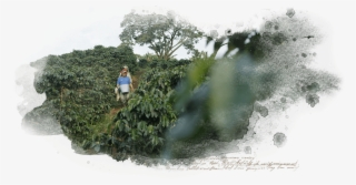 Discover Superbia Through The - Hedge #9705620